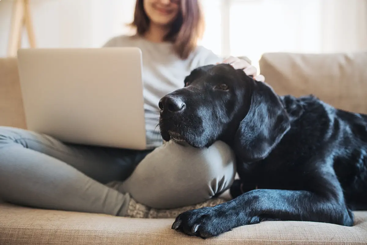 Pet Policies That Protect Your Columbus Investment Property